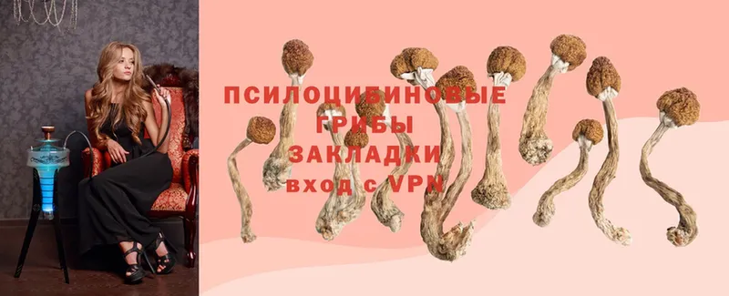 blacksprut онион  Малоярославец  Псилоцибиновые грибы MAGIC MUSHROOMS 